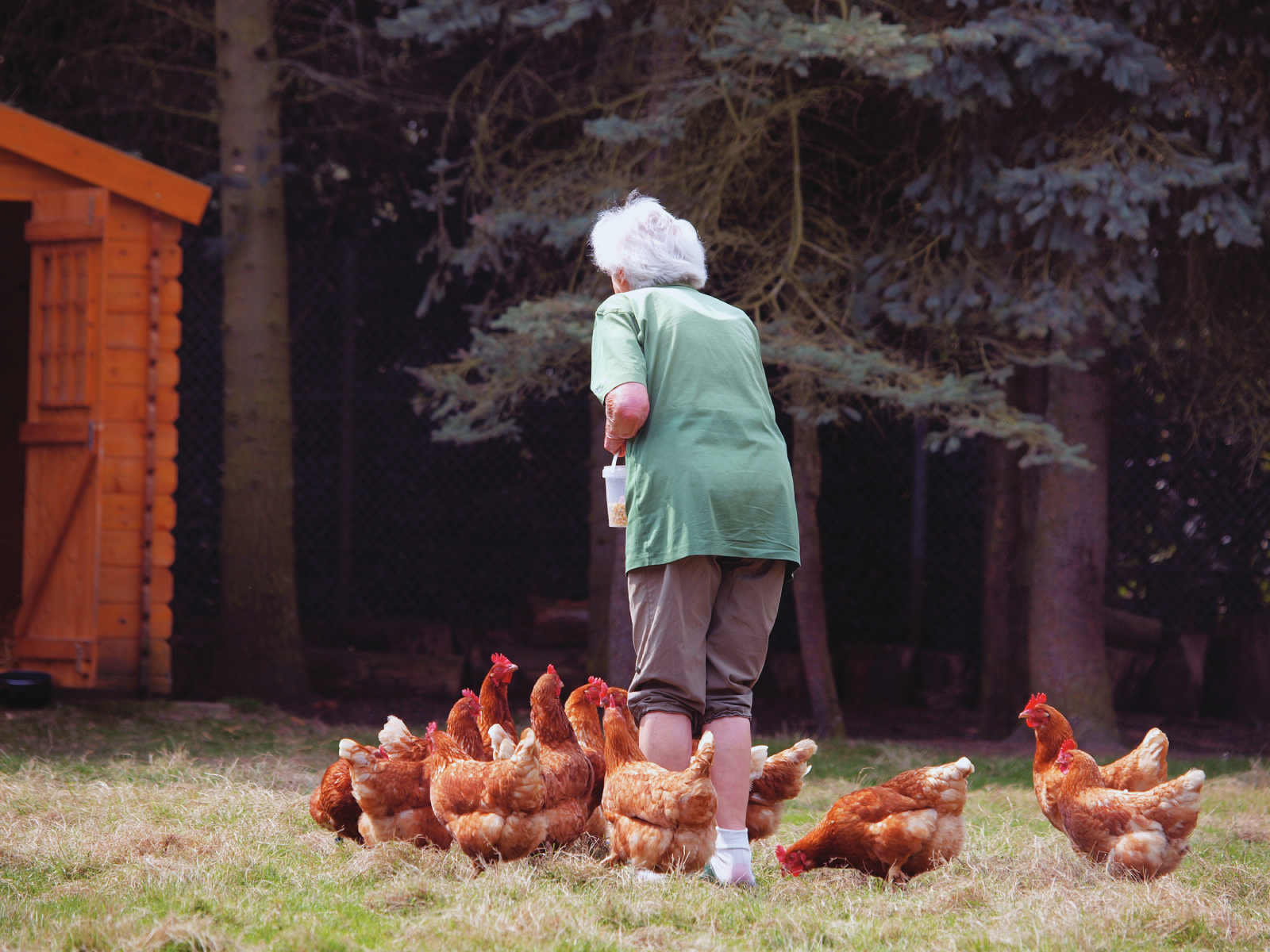 Therapy Chickens in Nursing Homes